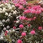 Апартаменты Am Wildbach Bei Passau Saming
