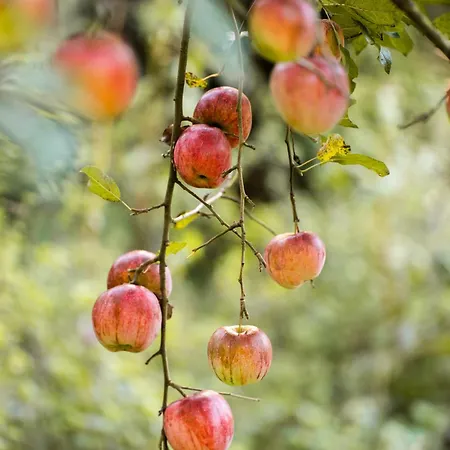 Appartement Am Wildbach Bei Passau *