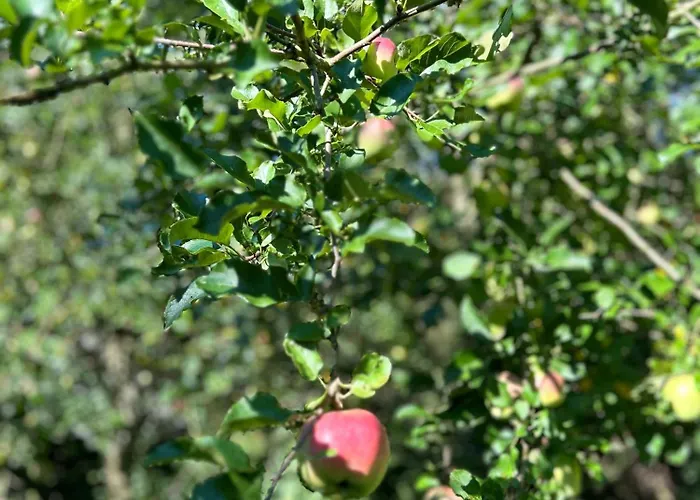 Am Wildbach Bei Passau Διαμέρισμα