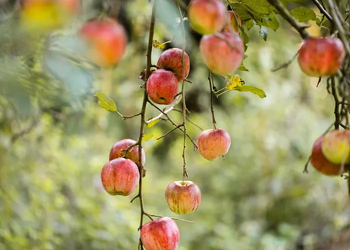 Lägenhet Am Wildbach Bei Passau *