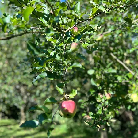 Am Wildbach Bei Passau Апартаменты